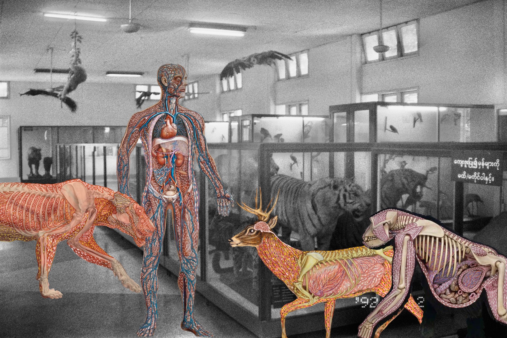 Myanmar Anatomy by Prapat Jiwarangsan, Forum Expanded (event)